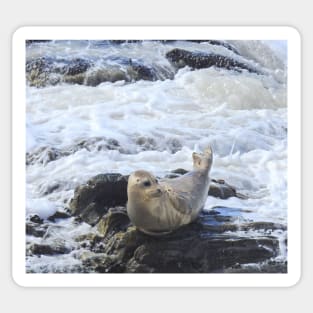 Harbor seal, marine life, wildlife, Pacific Pup Sticker